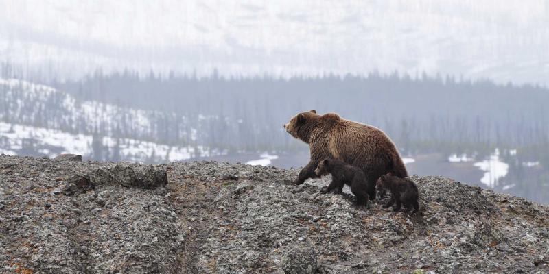 网络技术39：精选免费工具与资源分享，赋能软件开发全流程